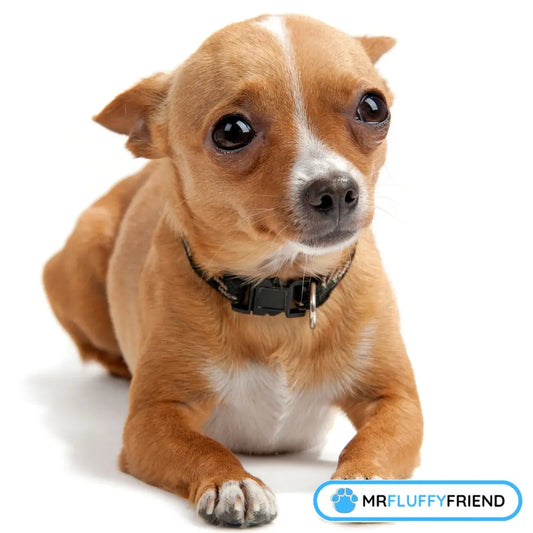 白い背景で心配そうに横たわる小柄な茶色の犬（分離不安を表現）