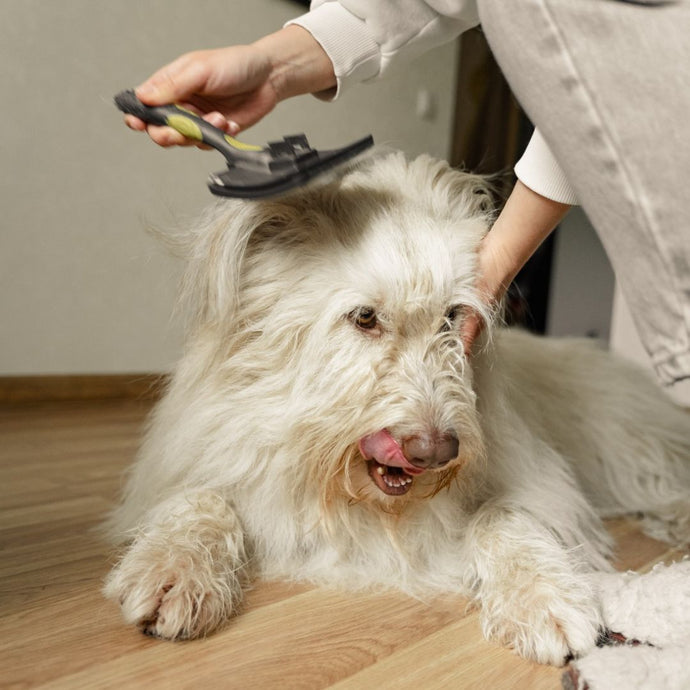 プロのように自宅で犬のグルーミングをする方法