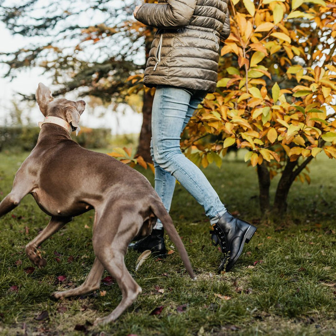 犬の過剰な吠え声を止める方法