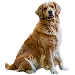  Dog サイズ: 3XL
