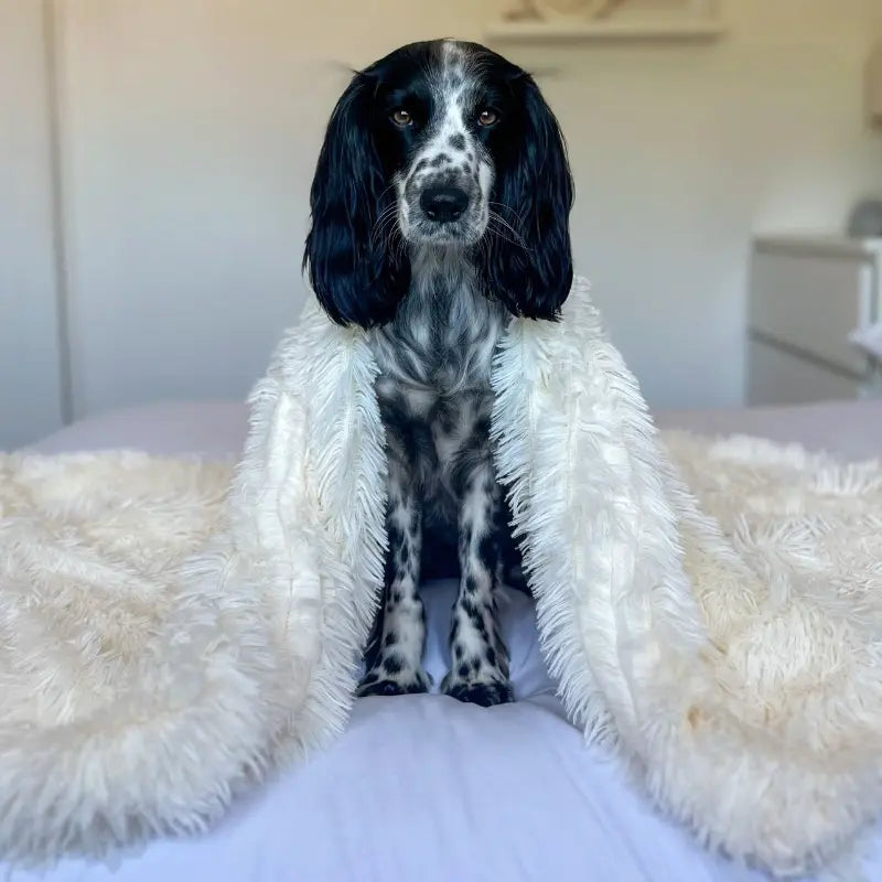 MrFluffyFriend - フラフィーペットブランケット