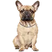  Dog サイズ: L