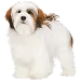  Dog サイズ: M