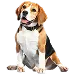  Dog サイズ: XL